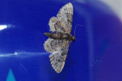 Gymnoscelis tristrigosa