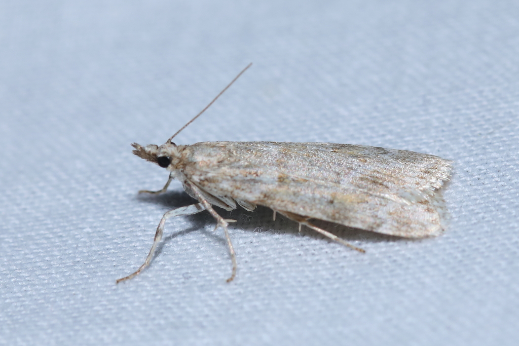 Scoparia manifestella
