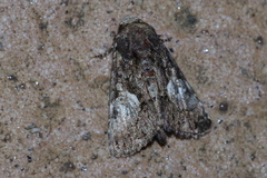 Aedia leucomelas