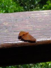 Emesis russula