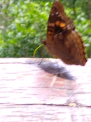 Doxocopa
