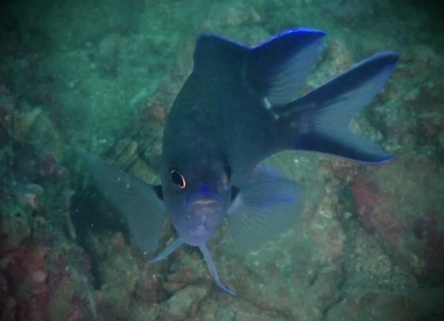 Pearl-spot chromis (Chromis notata) — Pomacentridae — 4