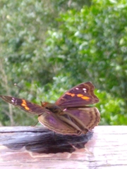 Doxocopa