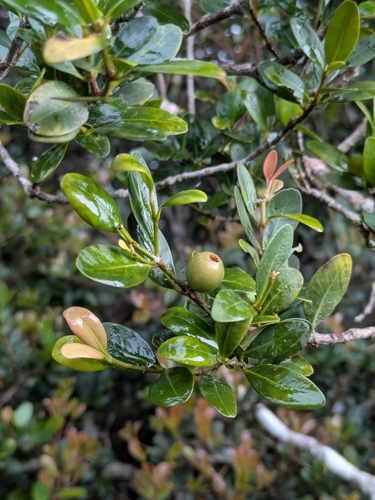 Garcinia archboldiana observed 2026-02-16
