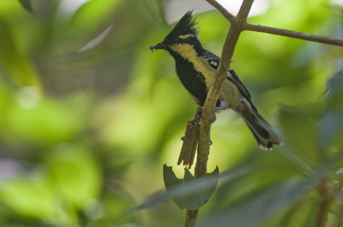 Indian Black-lored Tit (Machlolophus aplonotus), photo 10