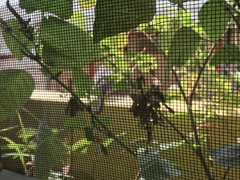 Streptopelia chinensis