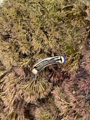 Hypselodoris maritima