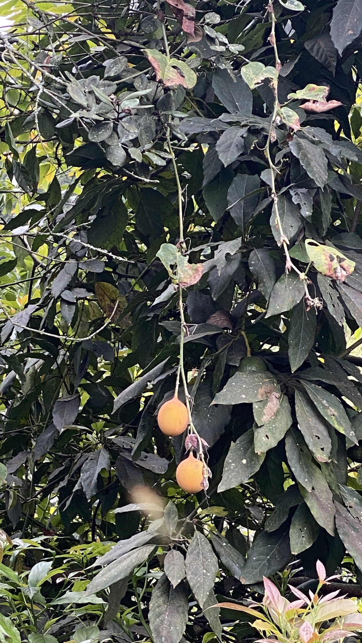Sweet Granadilla (Passiflora ligularis)