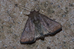 Athetis stellata