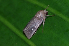 Athetis lineosella