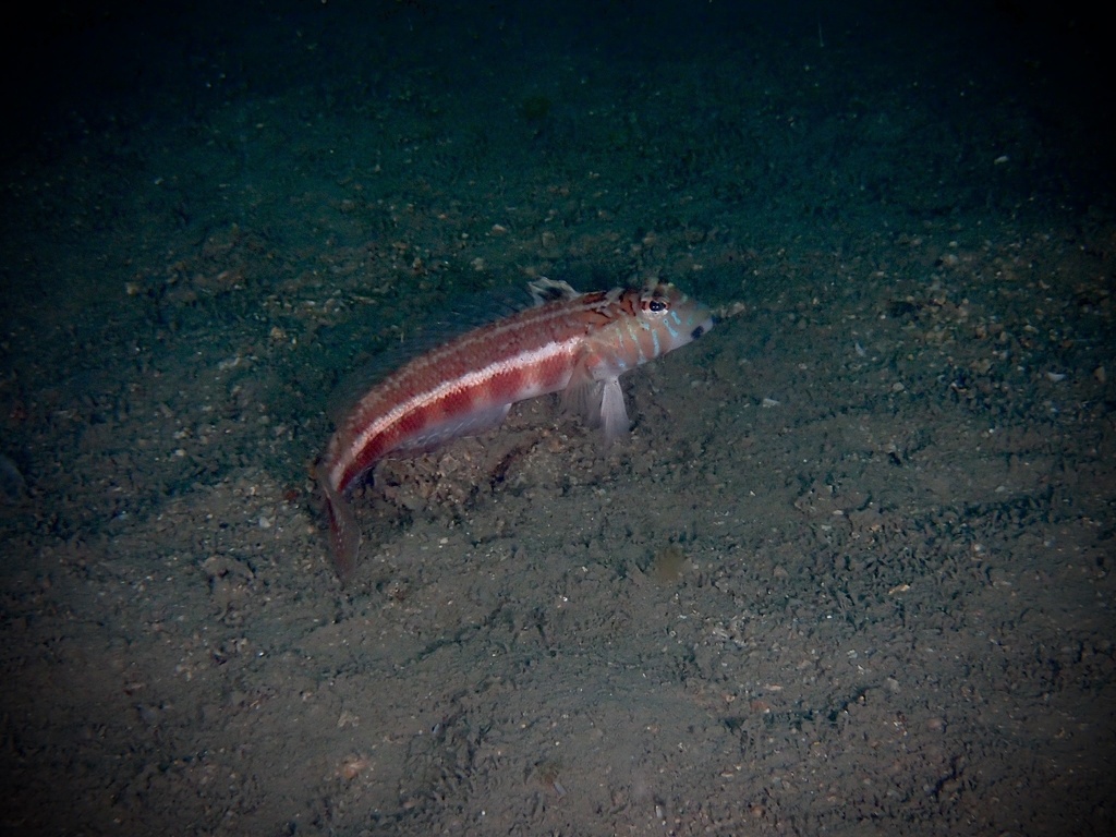 Grub fish (Parapercis pulchella) — Pinguipedidae
