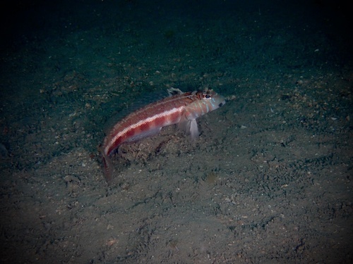 Grub fish (Parapercis pulchella) — Pinguipedidae