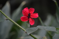 Hibiscus uncinellus