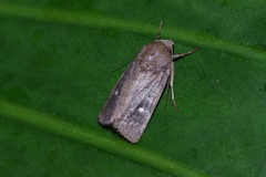 Athetis lineosella