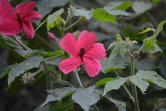 Hibiscus uncinellus