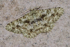 Racotis boarmiaria