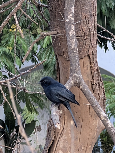 Southern Black-Flycatcher