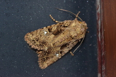 Feliniopsis indistans