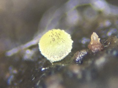 Ascobolus lineolatus