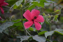 Hibiscus uncinellus