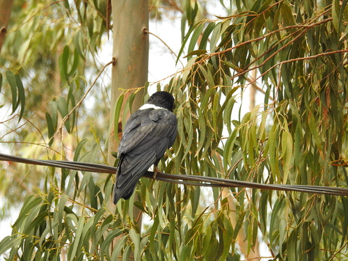 Pied Crow