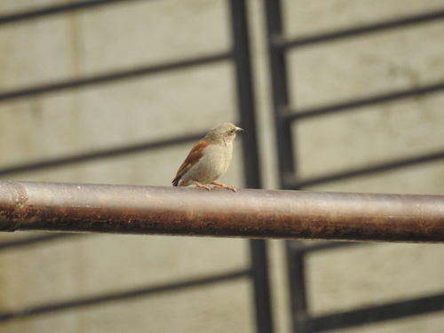 Swainson's Sparrow