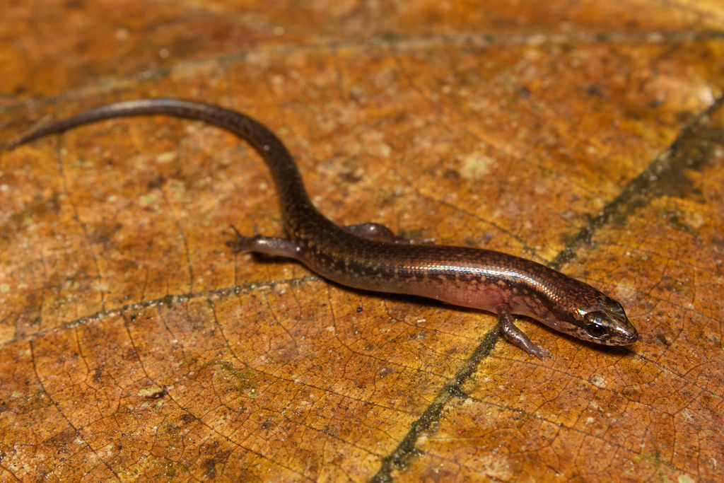 Fraser's Hill Forest Skink
