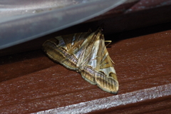 Agrioglypta itysalis