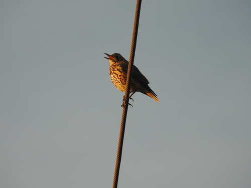 Ethiopian Thrush