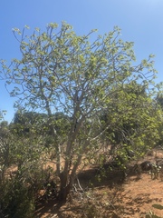 Jatropha mahafalensis