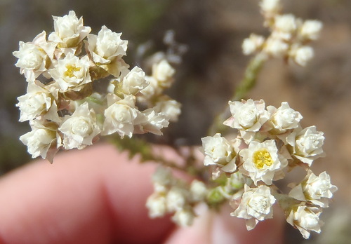 Needle Everlasting (Helichrysum teretifolium)