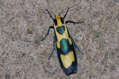 Chrysaeglia magnifica