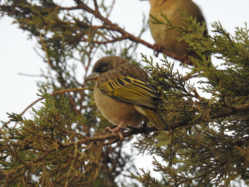 Baglafecht Weaver