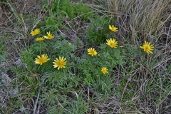 Adonis volgensis