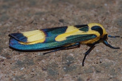 Chrysaeglia magnifica