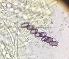 Ascobolus lineolatus