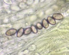 Ascobolus lineolatus