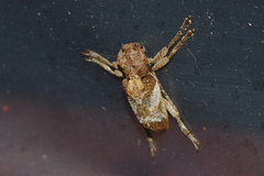 Pterolophia annulata