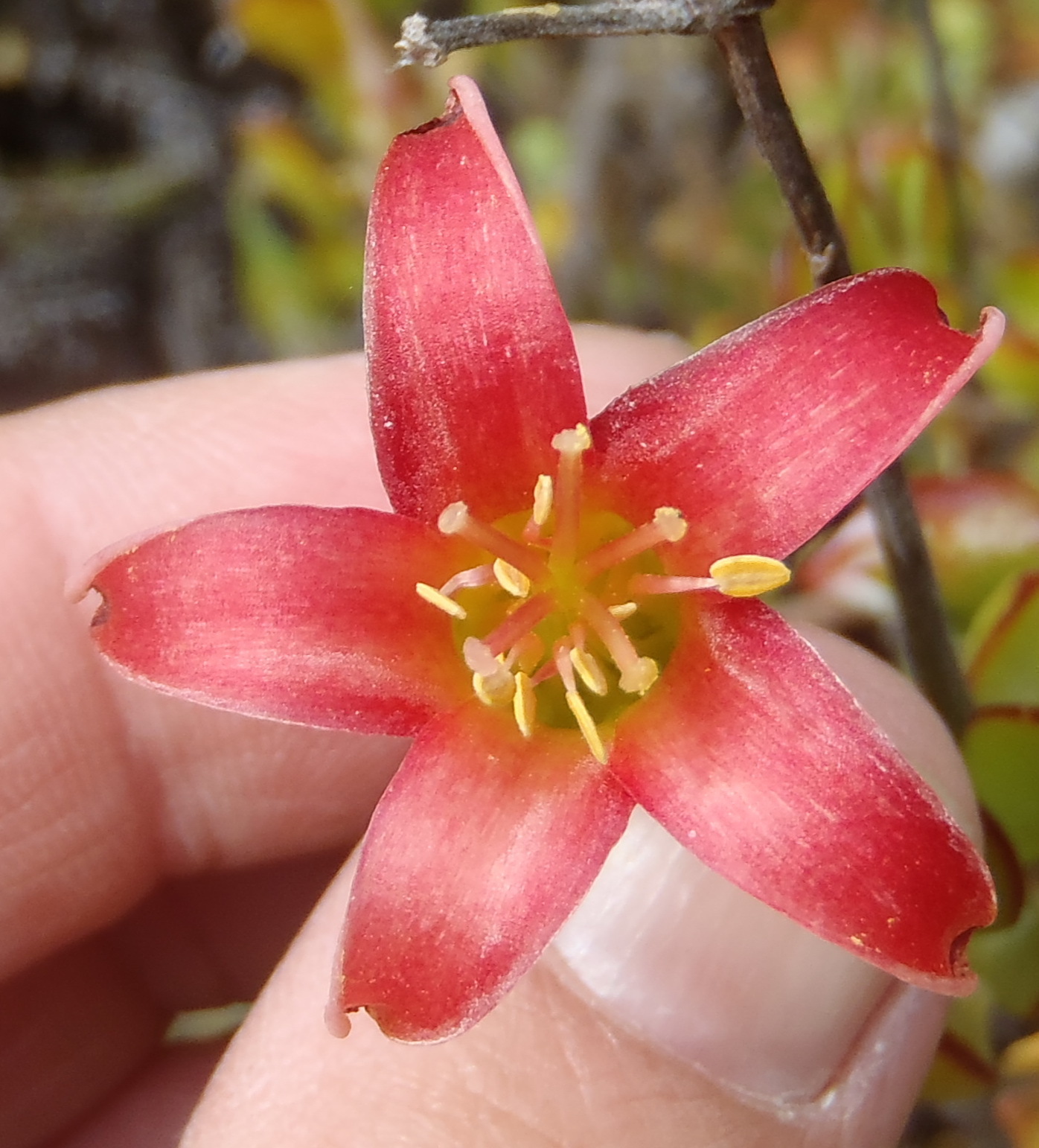 Wood's Cotyledon (Cotyledon woodii)