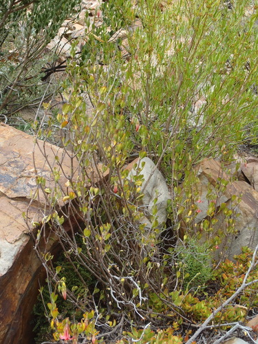 Cotyledon woodii