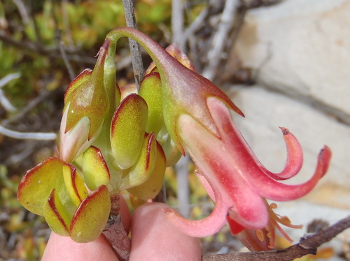 Cotyledon woodii