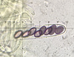 Ascobolus lineolatus