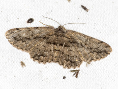 Scioglyptis canescaria