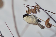 Willow Tit photo 6