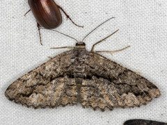 Scioglyptis canescaria