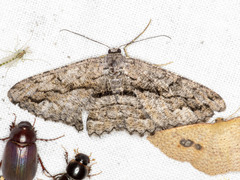 Scioglyptis canescaria