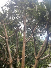 Pandanus conglomeratus