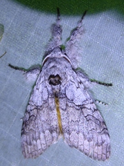 Calliteara horsfieldii