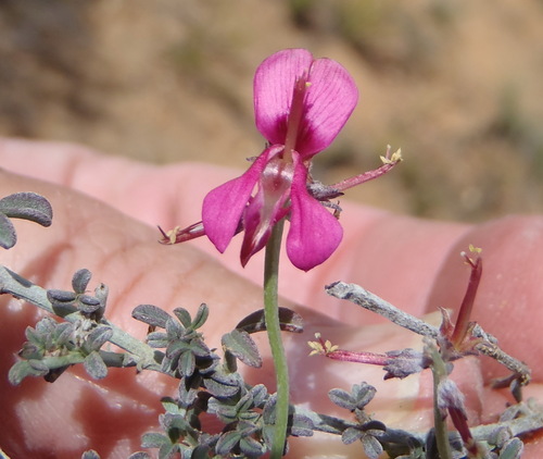 Complex Indigo (Indigofera complicata)