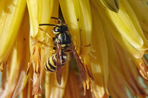 Common wasp